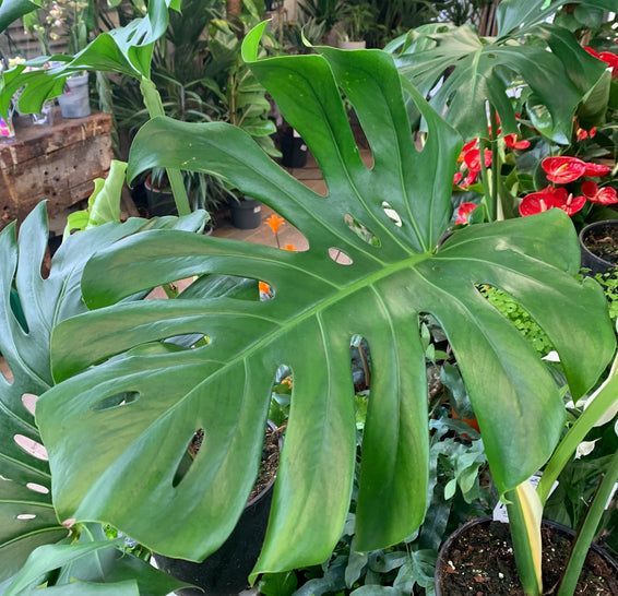 The mental and physical benefits of houseplants on your wellbeing...