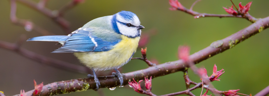 Bird is the Word: Looking after Birds this Winter