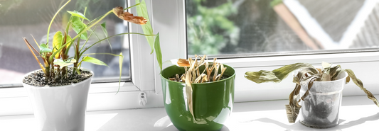 How To Identify Poorly Houseplants