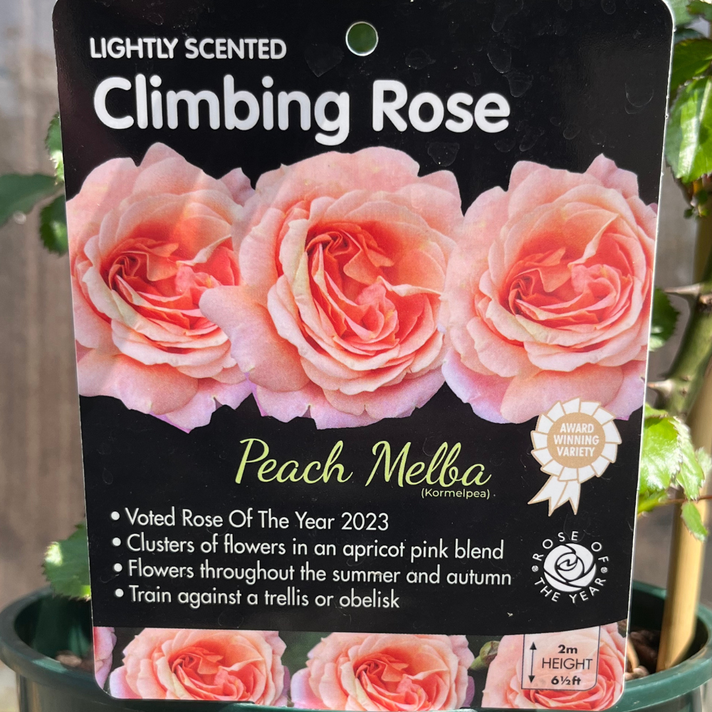 Whartons - Peach Melba - Climbing Rose