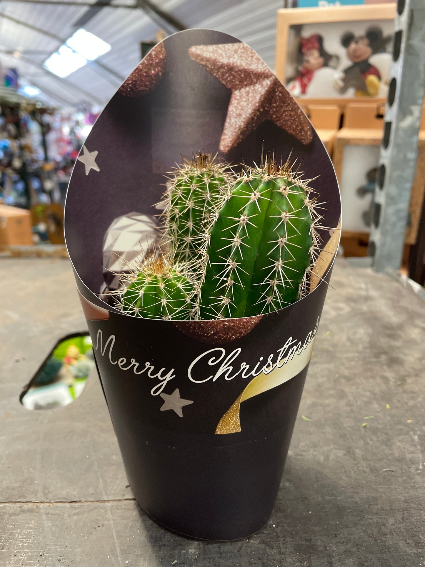 Giromagi XL Xmas wrapped cacti