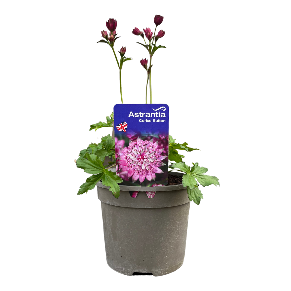 Pacific - Astrantia Cerise Button - Herbaceous - Pot Size 3L