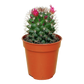 Van Esch - Cactus 'Bloeiende Mix' - Pot Size 5.5cm