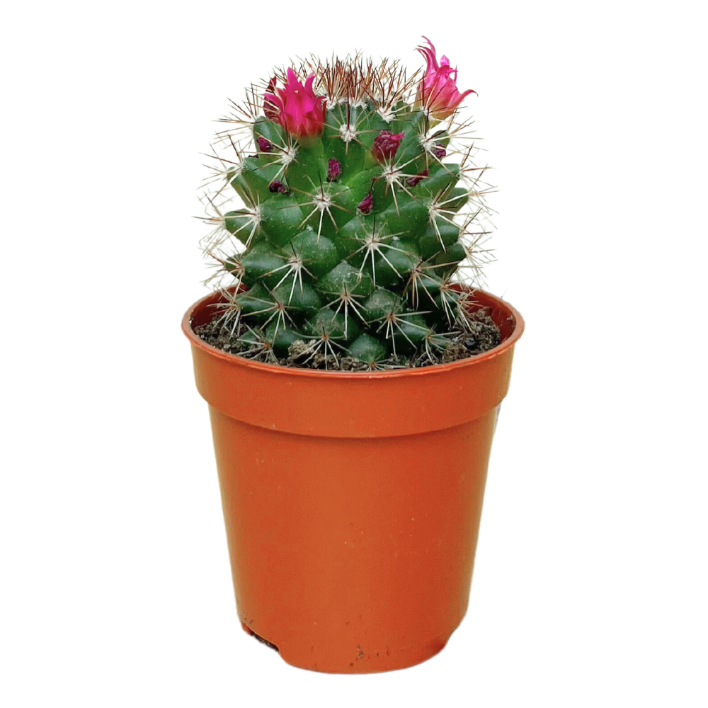 Van Esch - Cactus 'Bloeiende Mix' - Pot Size 5.5cm