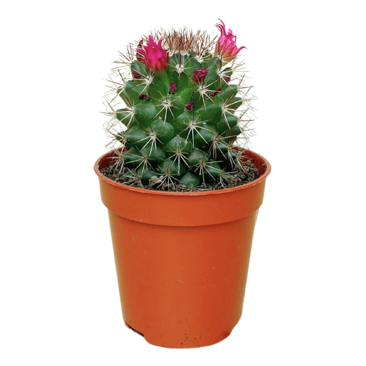 Van Esch - Cactus 'Bloeiende Mix' - Pot Size 5.5cm