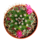 Van Esch - Cactus 'Bloeiende Mix' - Pot Size 5.5cm