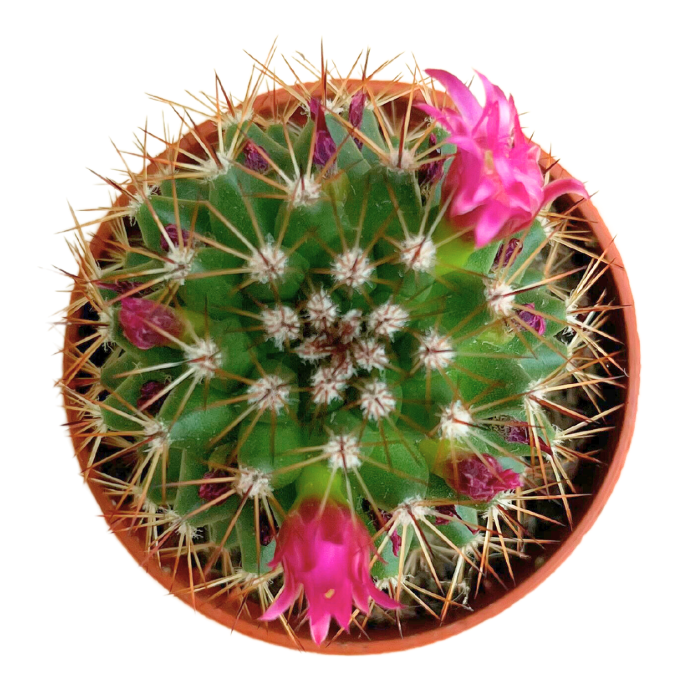 Van Esch - Cactus 'Bloeiende Mix' - Pot Size 5.5cm