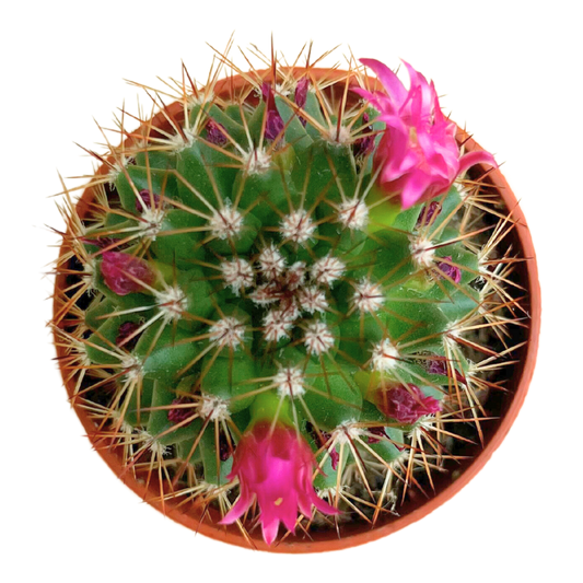 Van Esch - Cactus 'Bloeiende Mix' - Pot Size 5.5cm