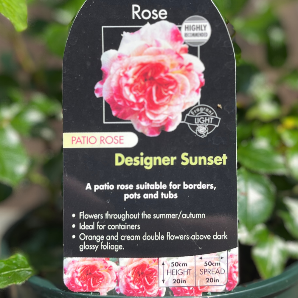 Whartons - Designer Sunset - Patio Rose