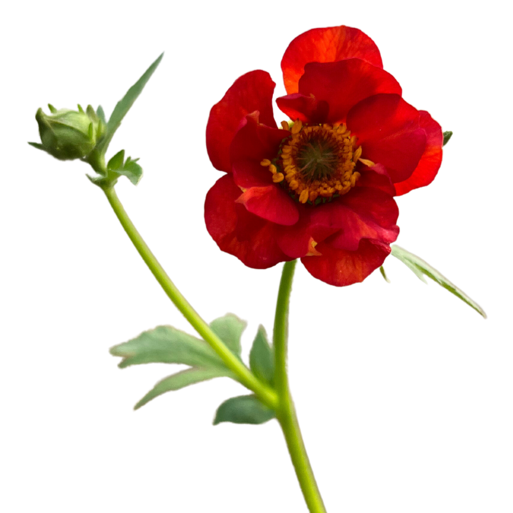 Darby Nursery - Geum Mrs Bradshaw - Pot Size 2L