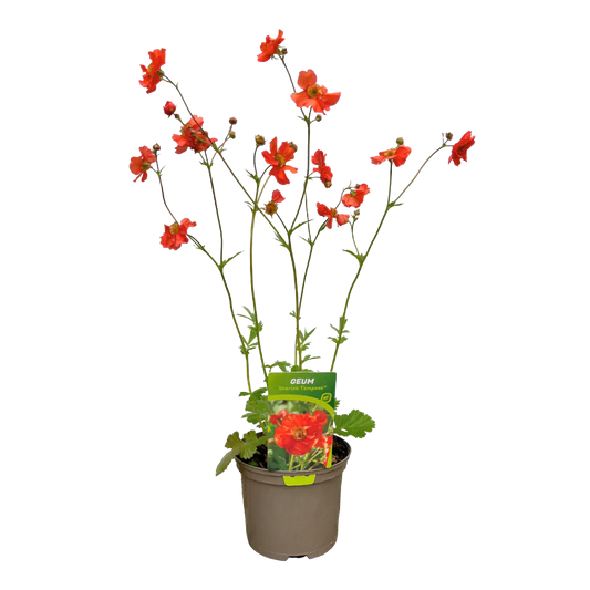 Van Esch - Geum 'Scarlet Tempest' - Pot Size 17cm