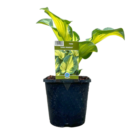 Van Esch - Hosta 'Golden Meadows' - Pot Size 13cm