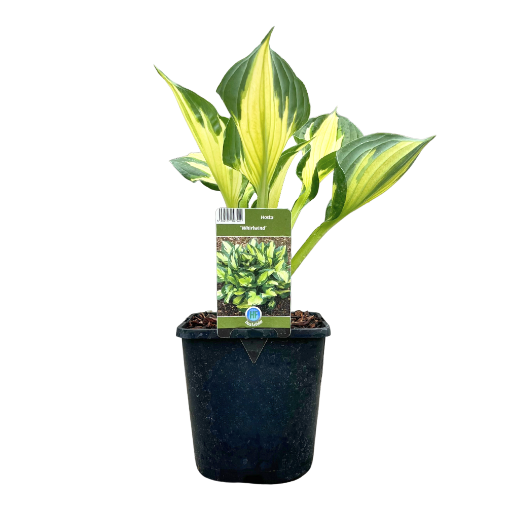 Van Esch - Hosta 'Whirlwind' - Pot Size 13cm