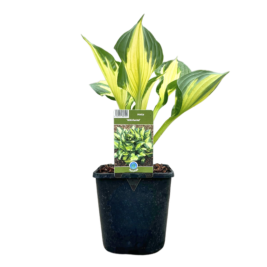 Van Esch - Hosta 'Whirlwind' - Pot Size 13cm