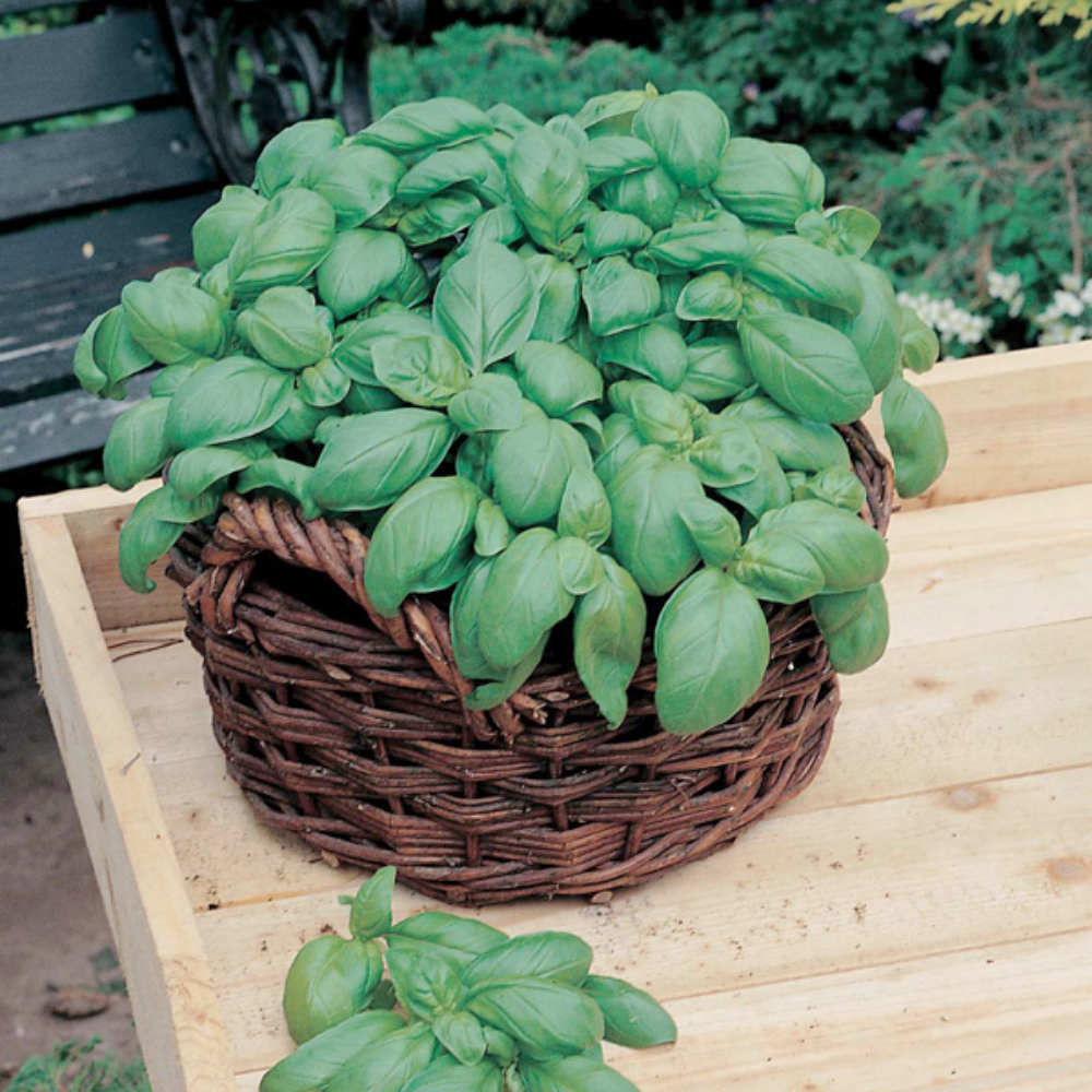 Mr Fothergill's - Basil Sweet Herb Seeds