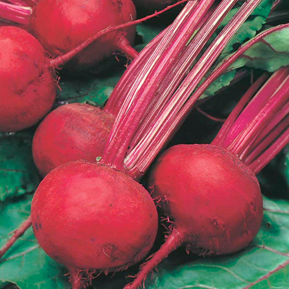 Mr Fothergill's - Beetroot Boltardy Seeds