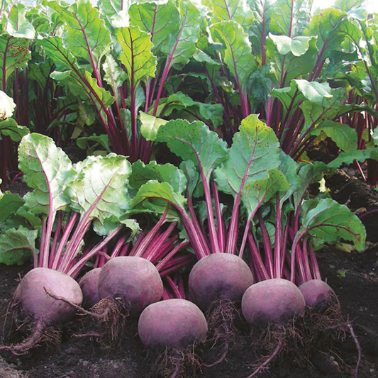 Mr Fothergill's - Beetroot Moulin Rouge Seeds