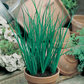 Mr Fothergill's - Chives Fine Leaf Herb Seeds