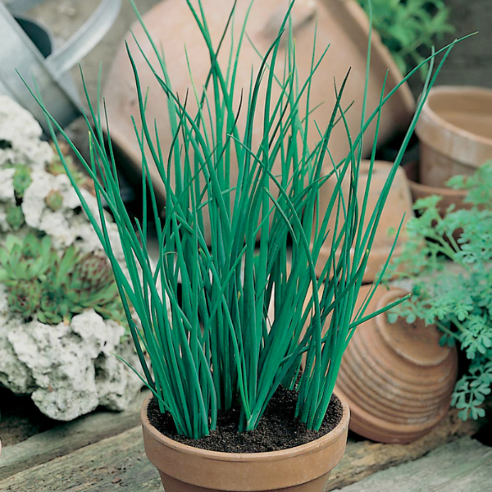 Mr Fothergill's - Chives Fine Leaf Herb Seeds