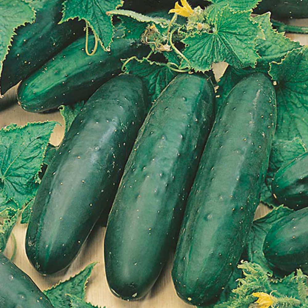 Mr Fothergill's - Cucumber Marketmore 76 Seeds