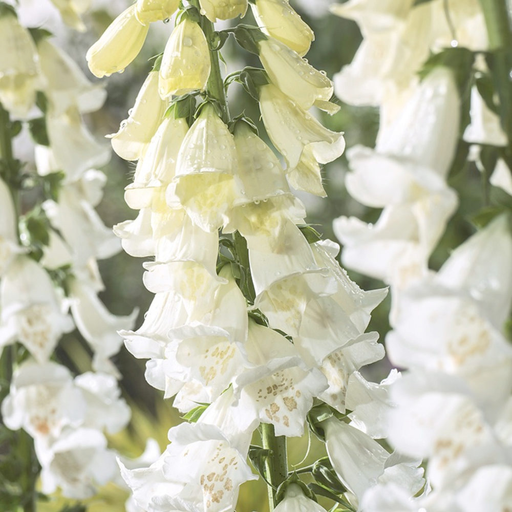 Mr Fothergill's - Foxglove Alba Flower Seeds