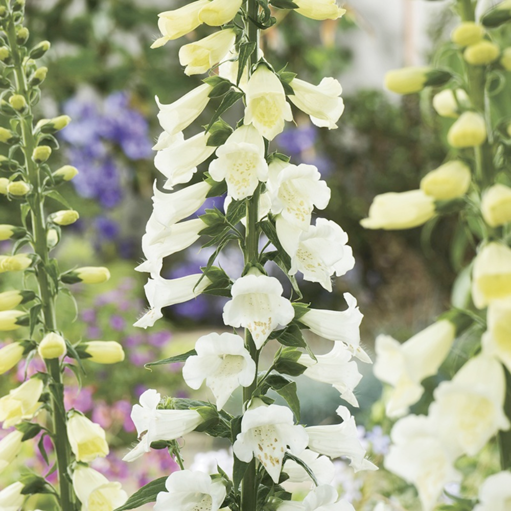 Mr Fothergill's - Foxglove Alba Flower Seeds