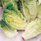 Mr Fothergill's - Lettuce Little Gem Seeds