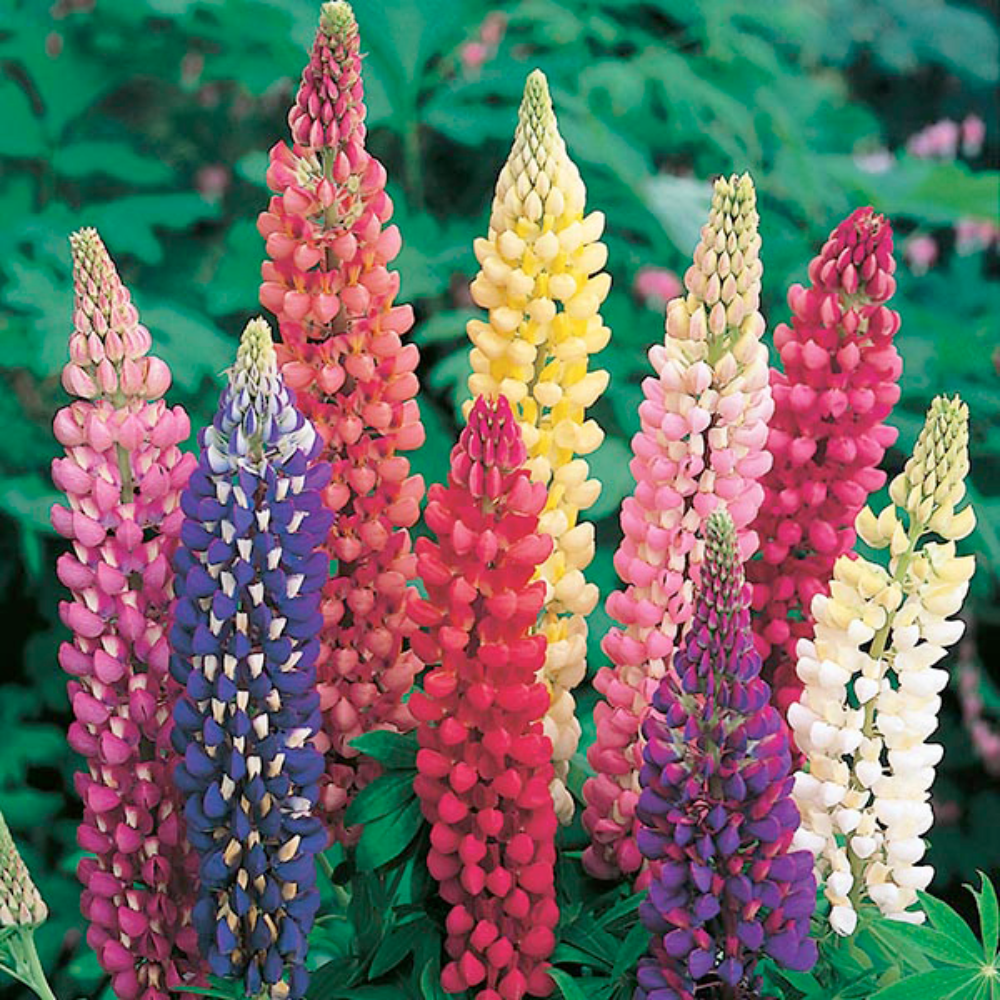 Mr Fothergill's - Lupin Russell Mixed Flower Seeds