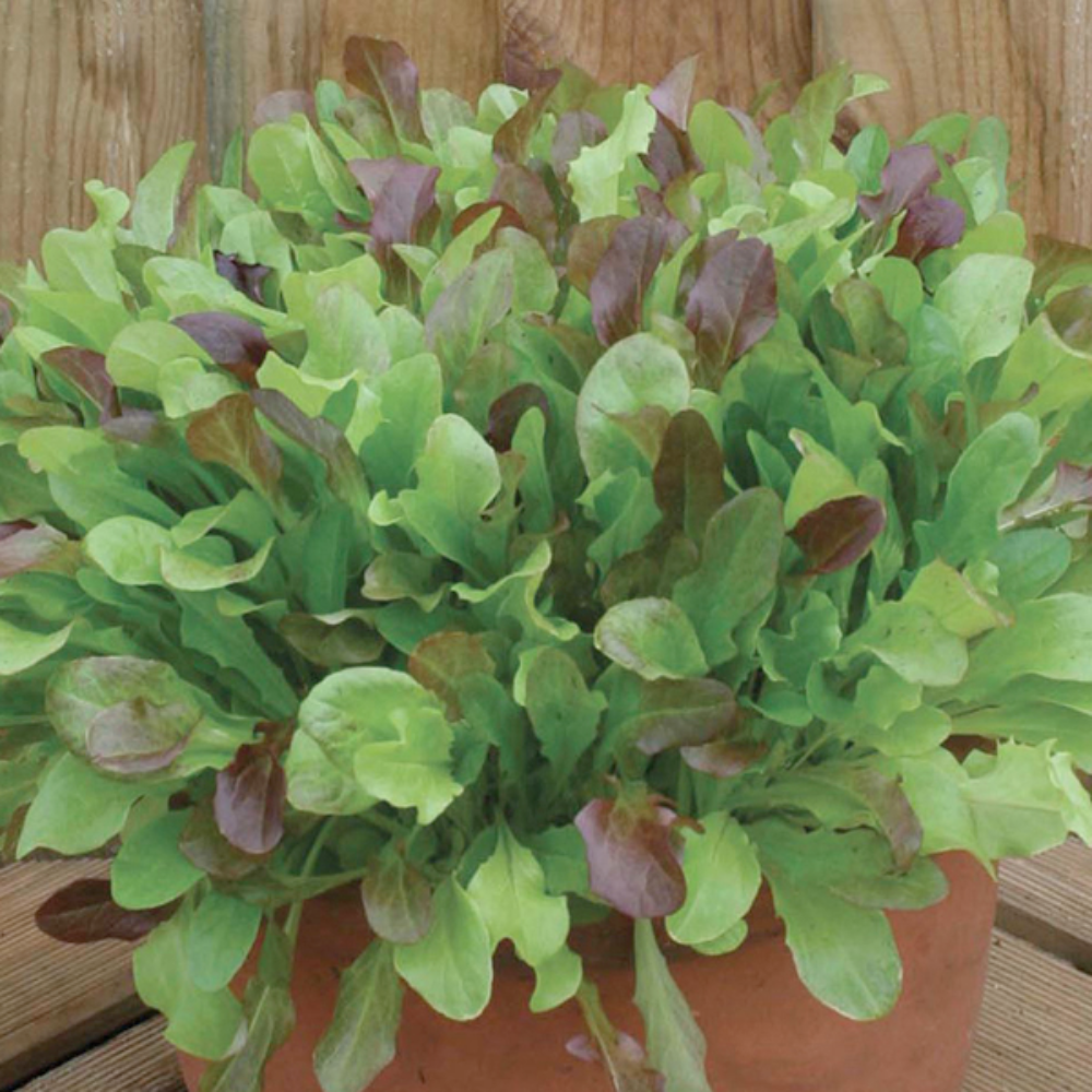 Mr Fothergill's - Mixed Lettuce Leaves Seeds