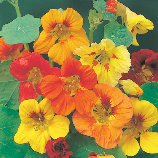 Mr Fothergill's - Nasturtium Trailing Mixed Flower Seeds