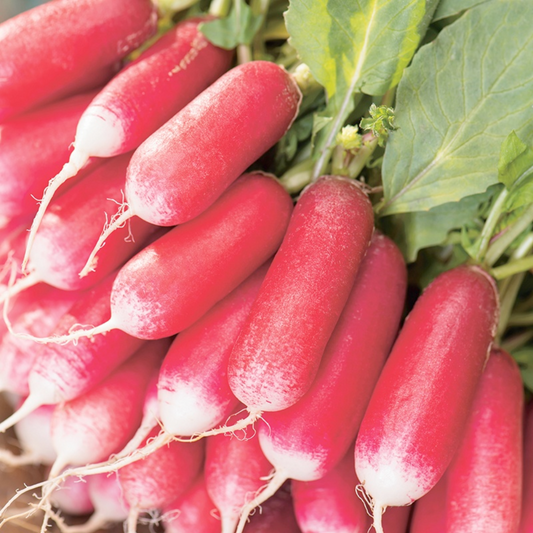 Mr Fothergill's - Radish French Breakfast  Seeds