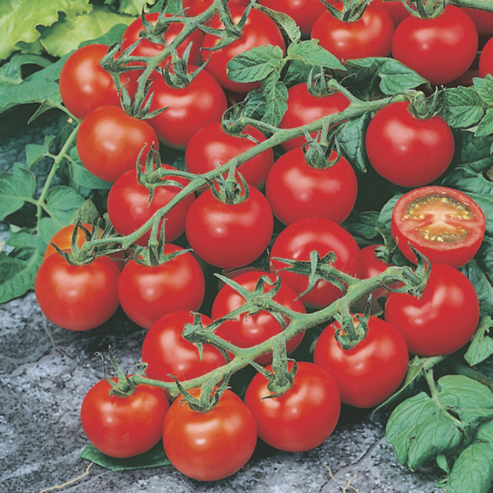 Mr Fothergill's - Tomato Red Cherry Seeds