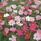 Mr Fothergill's - Cosmos Dwarf Sensation Mixed Flower Seeds