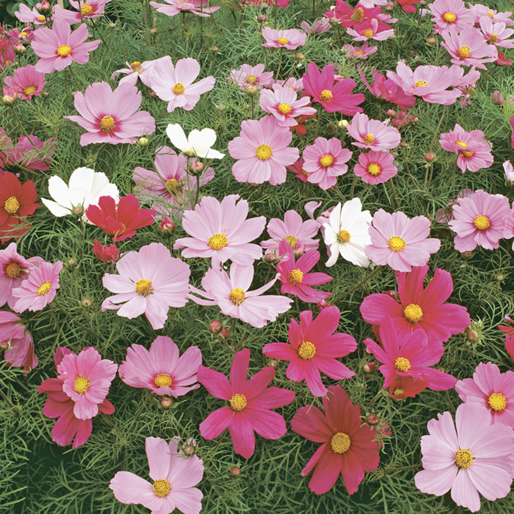 Mr Fothergill's - Cosmos Dwarf Sensation Mixed Flower Seeds