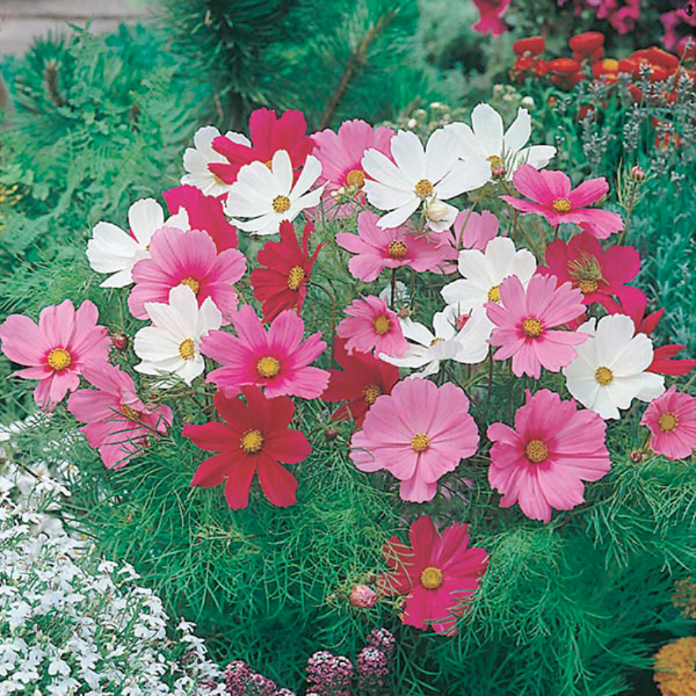 Mr Fothergill's - Cosmos Dwarf Sensation Mixed Flower Seeds