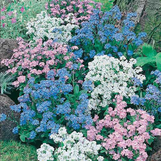 Mr Fothergill's - Forget Me Not Mixed Flower Seeds