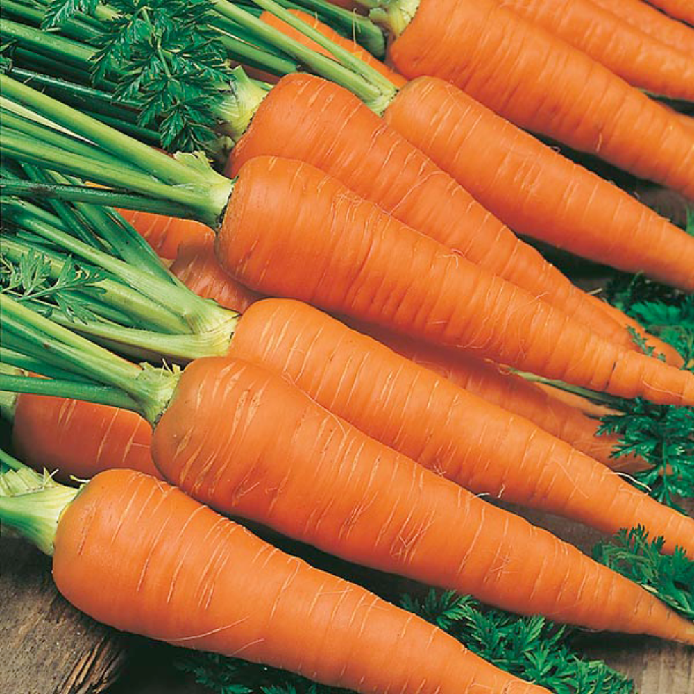 Mr Fothergill's - Carrot Autumn King 2 - Seeds