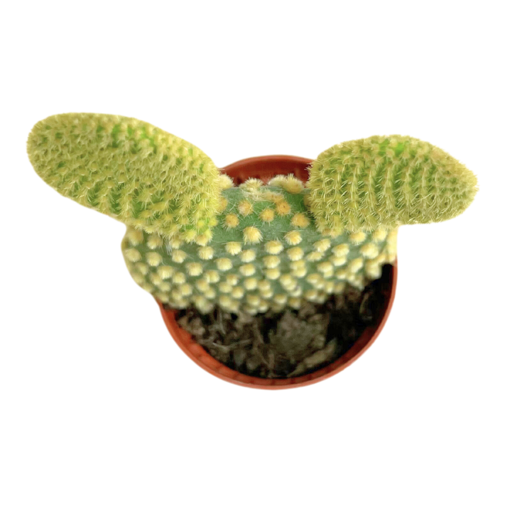 Van Esch - Opuntia 'Mix In Row With Picker' - Pot Size 5.5cm