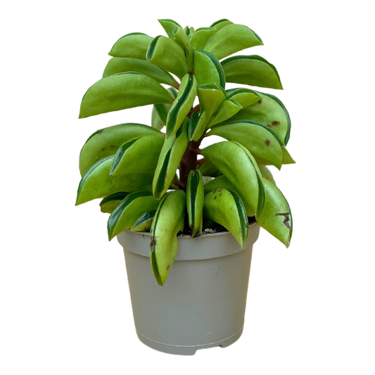 Javado - Peperomia Fire Sparks - Pot Size 6cm  Height 10cm