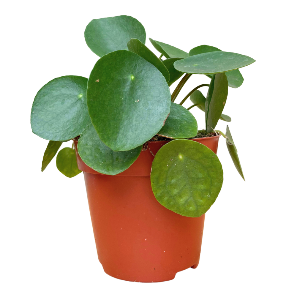 Van Esch - Pilea 'Peperomioides' - Pot Size 12cm