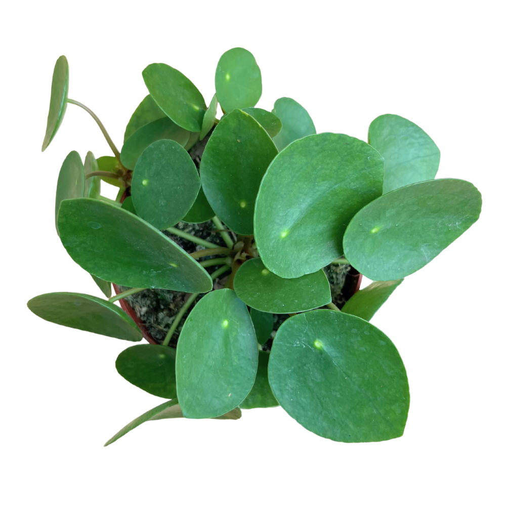 Van Esch - Pilea 'Peperomioides' - Pot Size 12cm