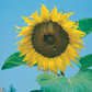 Mr Fothergill's - Sunflower Giant Single Flower Seeds